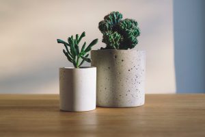 Two small green houseplants in concrete pots on a desk surface.